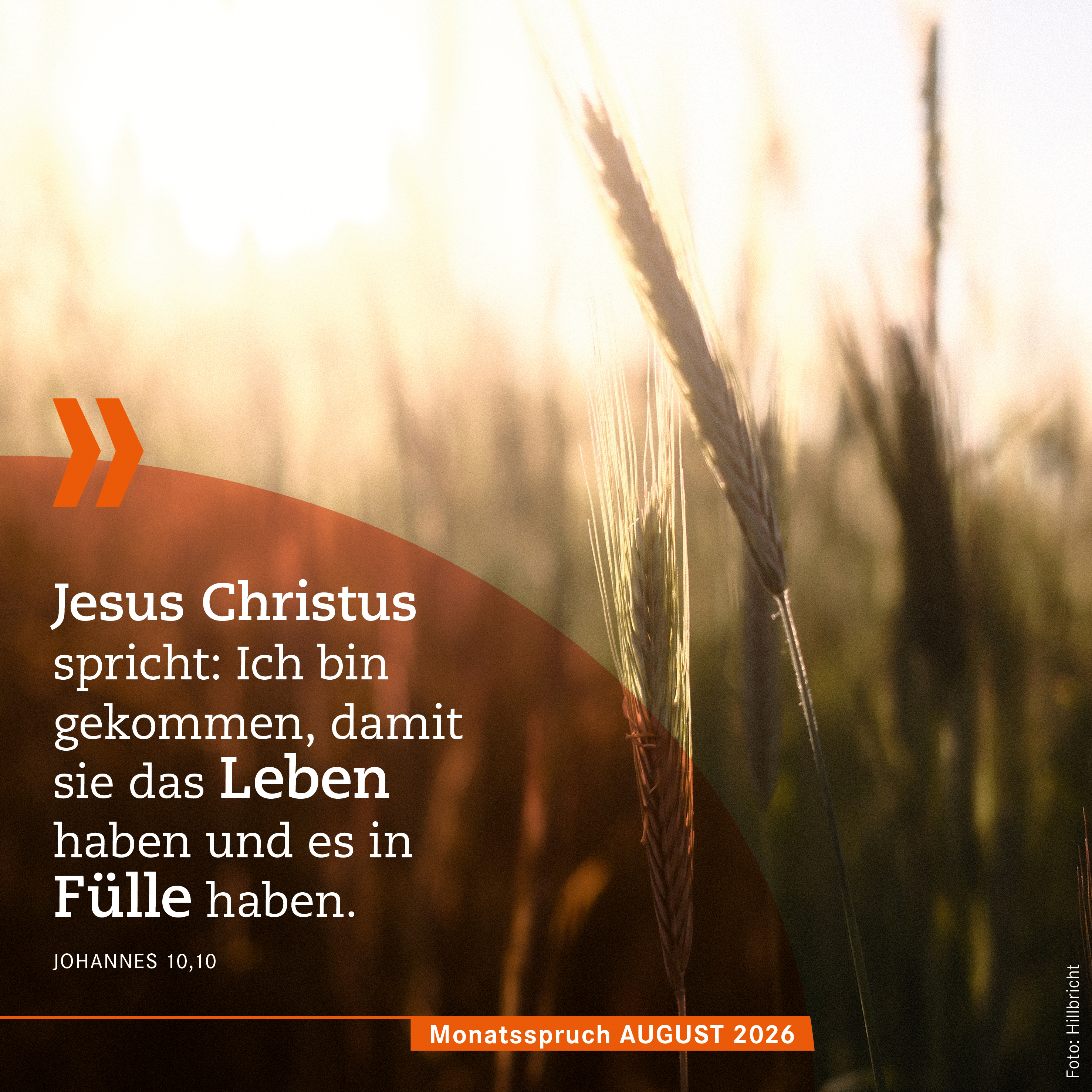Monatsspruch_August