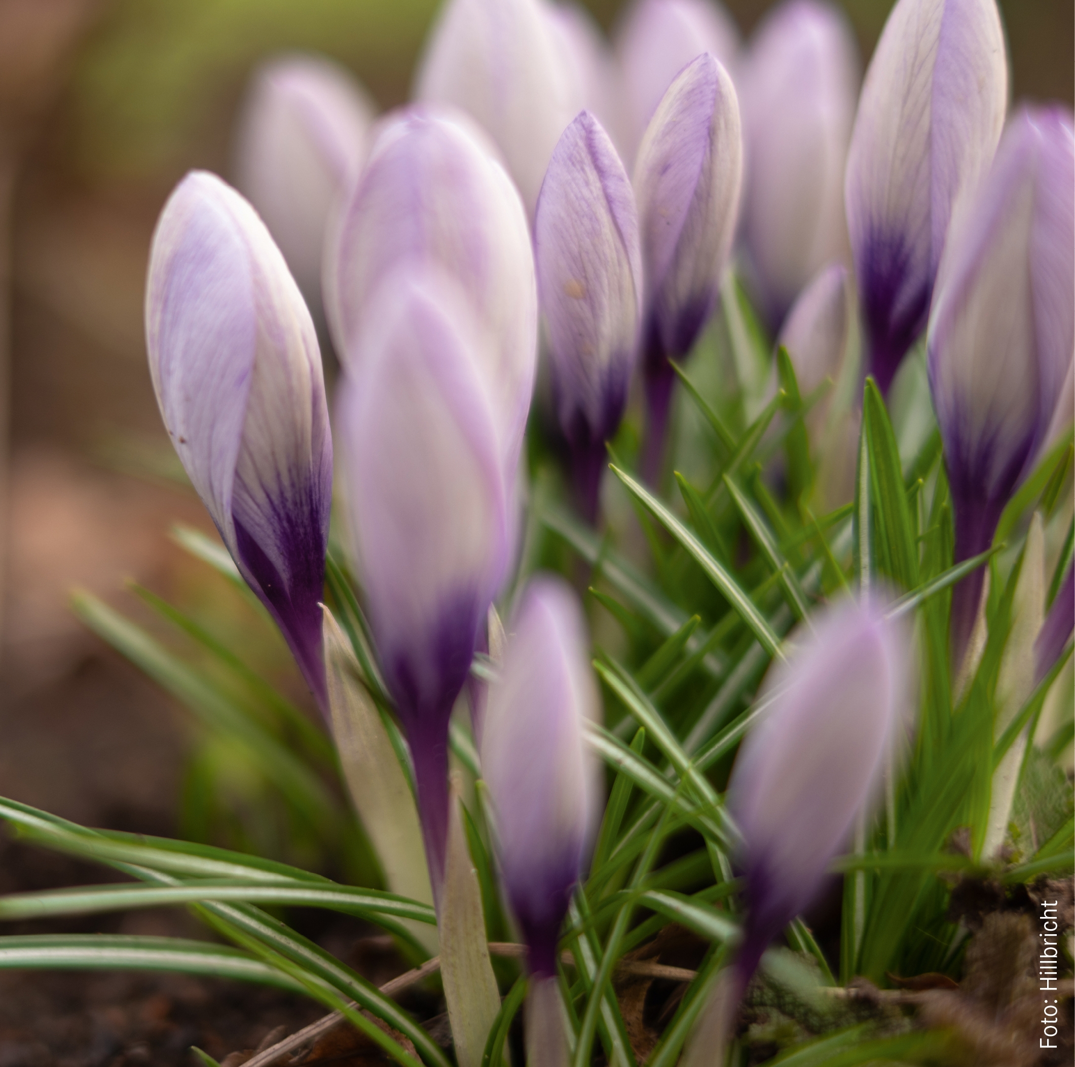 Monatsspruch_Februar